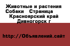 Животные и растения Собаки - Страница 10 . Красноярский край,Дивногорск г.